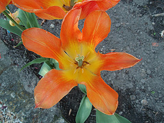 jardin parents P4251360