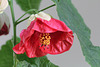 Abutilon 3