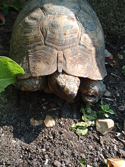 hector P4251327