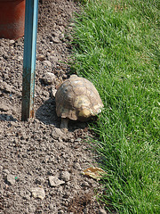 hector P4251332