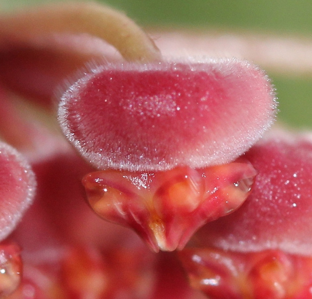 Hoya tsangii 10