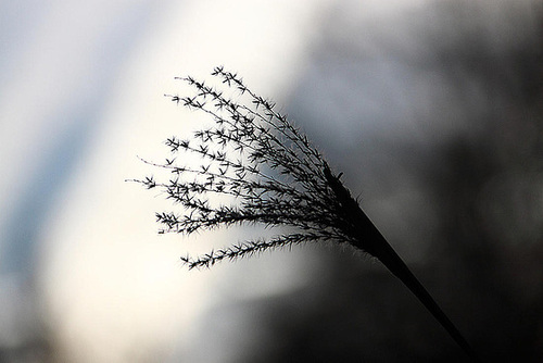 20110207 9746RAw [D~LIP] Schilfrohr (Phragmites australis), UWZ, Bad Salzuflen