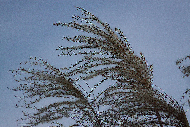 20110207 9744RAw [D~LIP] Schilfrohr (Phragmites australis), UWZ, Bad Salzuflen