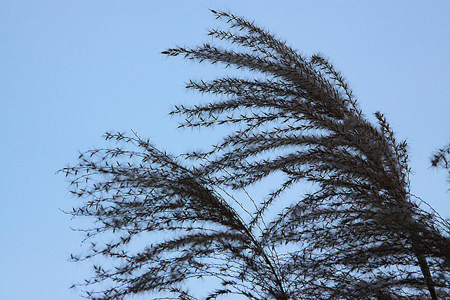 20110207 9742RAw [D~LIP] Schilfrohr (Phragmites australis), UWZ, Bad Salzuflen