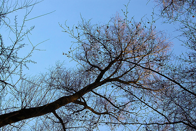 20110207 9735RAw [D~LIP]  Baum, UWZ, Bad Salzuflen