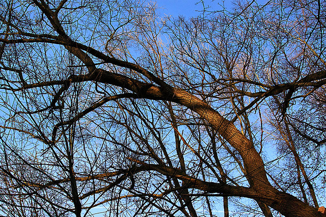20110207 9733RAw [D~LIP] Baum, UWZ, Bad Salzuflen