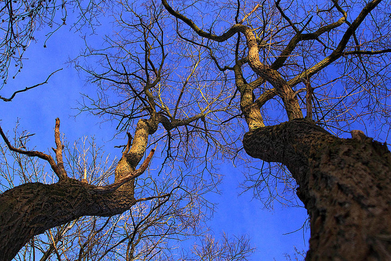 20110207 9731RAw [D~LIP] Baum, UWZ, Bad Salzuflen