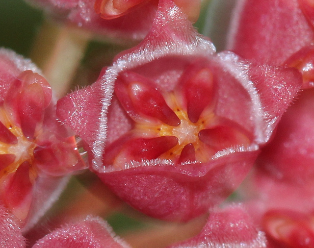 Hoya tsangii 9