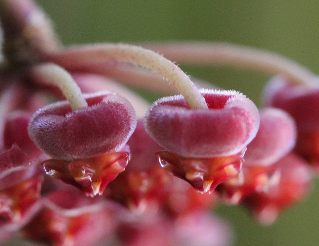 Hoya tsangii 8