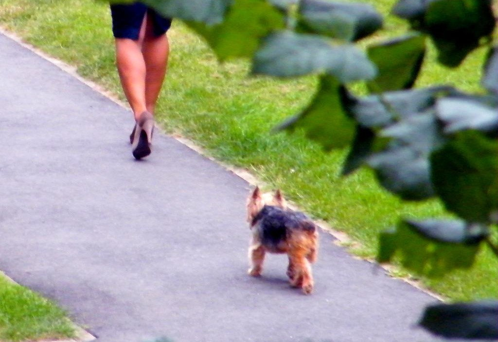 Chien et talons hauts / Dog and high heels - Photographe : Claudette