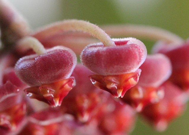 Hoya tsangii 7