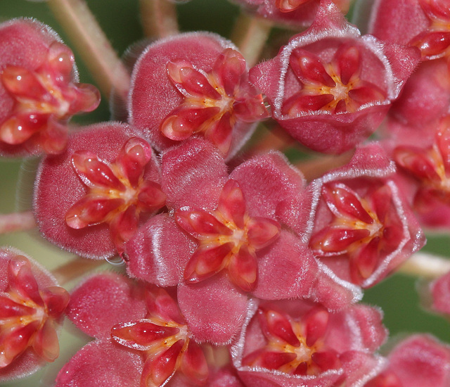 Hoya tsangii 4