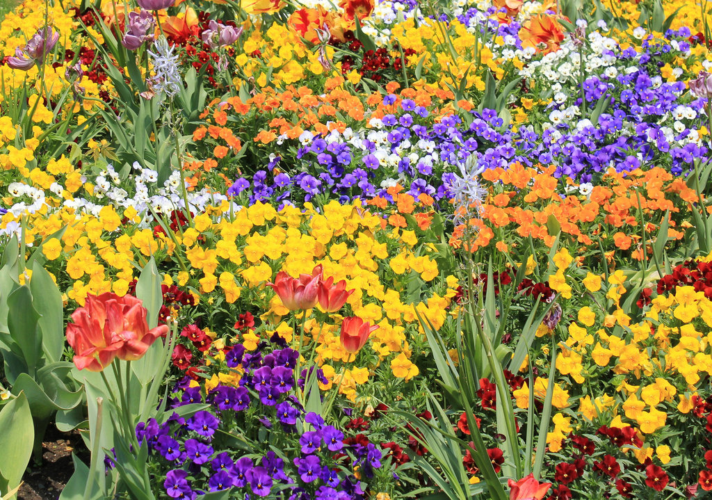 Blütenpracht auf der Insel Mainau