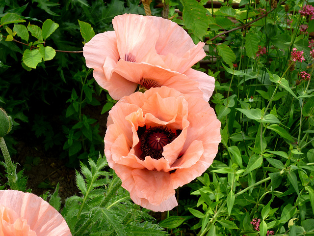 Poppies