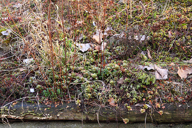 20110207 9726RAw [D~LIP] Dachbewuchs, UWZ, Bad Salzuflen