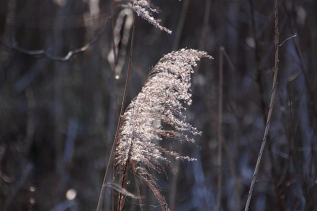 20110207 9716RAw [D~LIP] Schilfrohr (Phragmites australis), UWZ, Bad Salzuflen