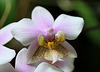 Phalaenopsis philadelphia (wiganae )