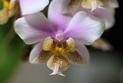 Phalaenopsis philadelphia (wiganae )