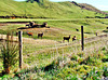 Deer in a paddock.