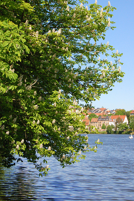 kaŝtanfloroj super lago kaŝtanfloroj super lago