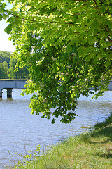 kaŝtanarbo, lago, ponto