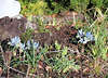 iris histrioides Katharine hodgkin