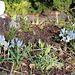 iris histrioides Katharine hodgkin