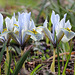 iris histrioides Katharine hodgkin (4)