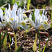 iris histrioides Katharine hodgkin (5)