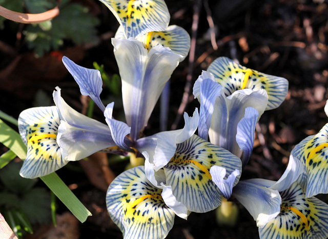 iris histrioides Katharine hodgkin (6)