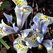 iris histrioides Katharine hodgkin (6)