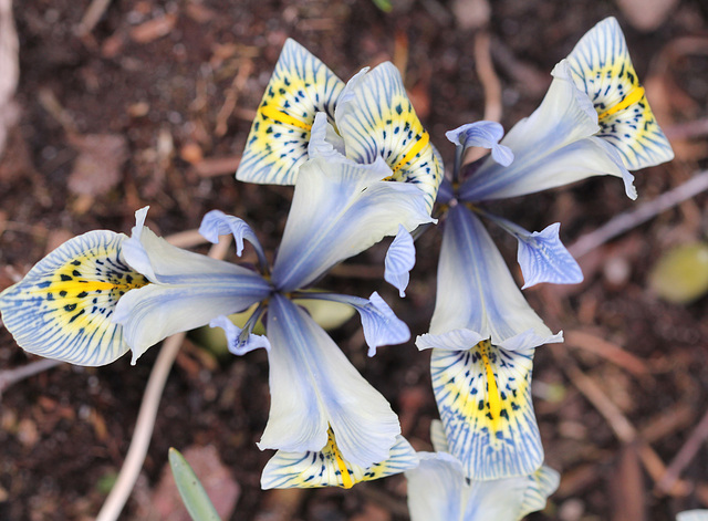 iris histrioides Katharine hodgkin (7)