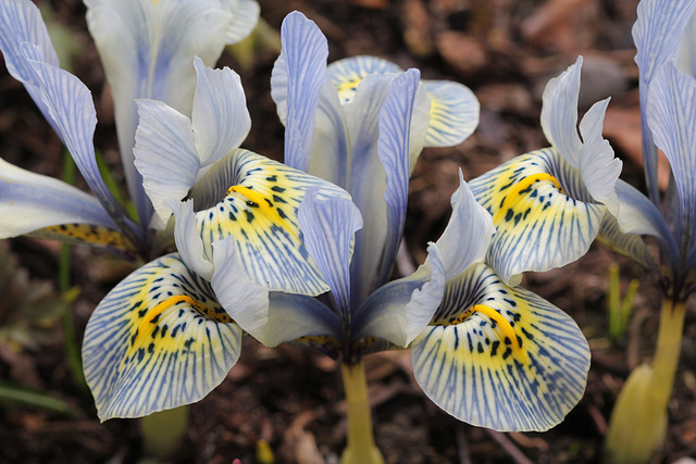 iris histrioides Katharine hodgkin (2)