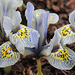 iris histrioides Katharine hodgkin (2)