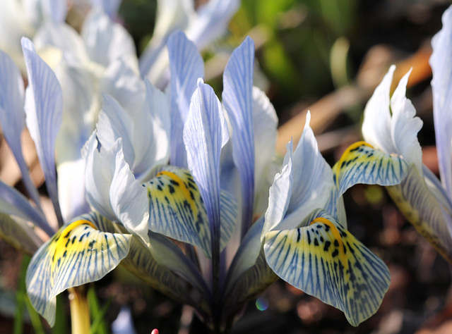 iris histrioides Katharine hodgkin (8)