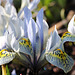 iris histrioides Katharine hodgkin (8)