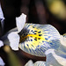 iris histrioides Katharine hodgkin (10)