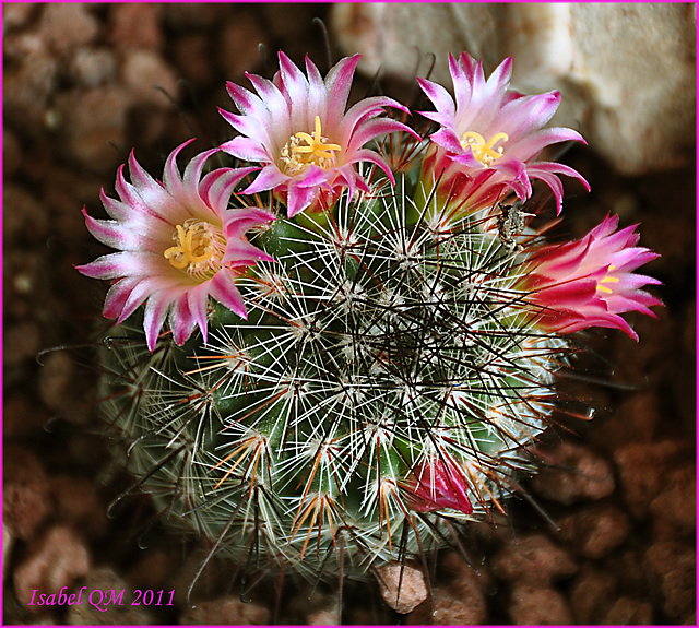 Mammillaria spinosissima