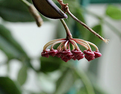 Refloraison d' Hoya tsangii