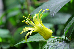 refloraison de Passiflora citrina