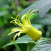 refloraison de Passiflora citrina