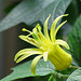 Passiflora citrina