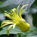 Passiflora citrina