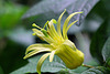 Passiflora citrina