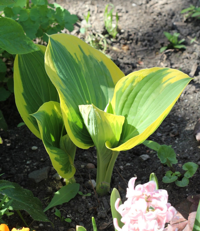 Hosta