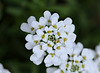Iberis - Corbeille d'argent (2)