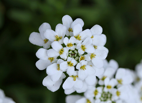 Iberis - Corbeille d'argent (2)