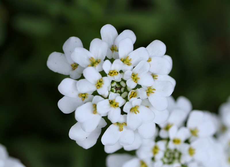 Iberis - Corbeille d'argent (2)