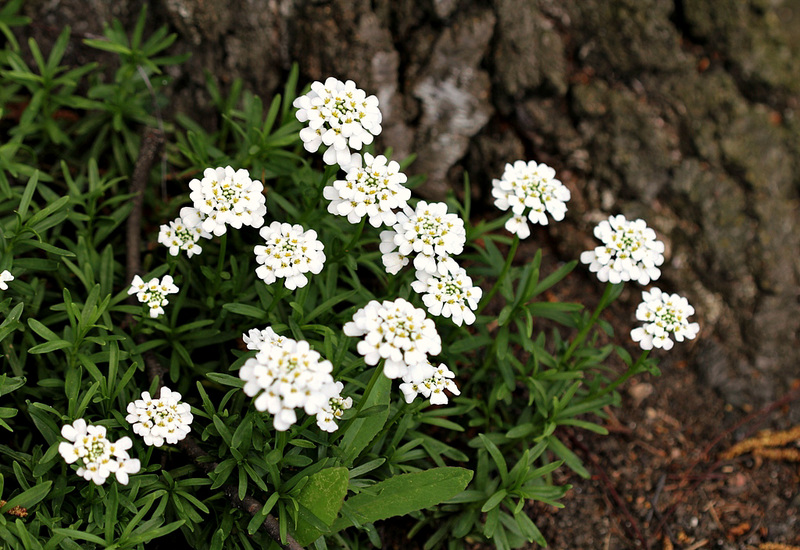 Iberis - Corbeille d'argent