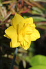 Narcisse double